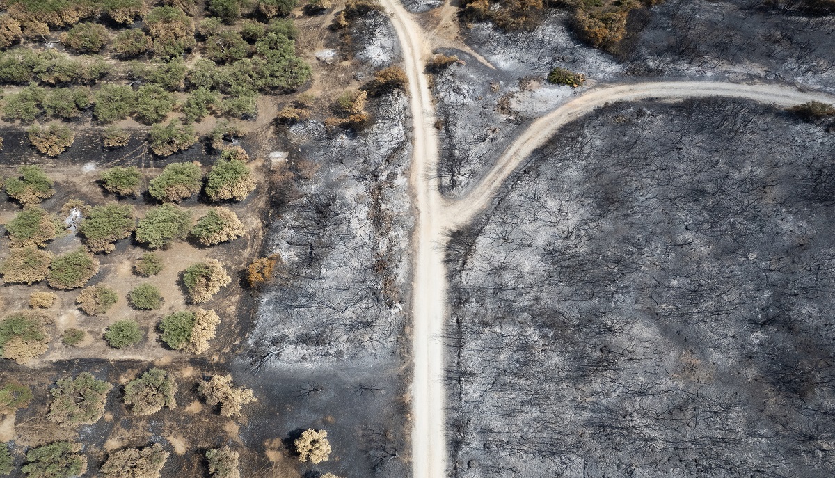 Καμένη γη στον Έβρο © ΑΠΕ-ΜΠΕ/ΑΠΕ-ΜΠΕ/ΑΧΙΛΛΕΑΣ ΧΗΡΑΣ