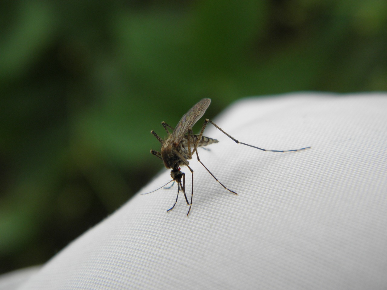Kουνούπι ©pixabay