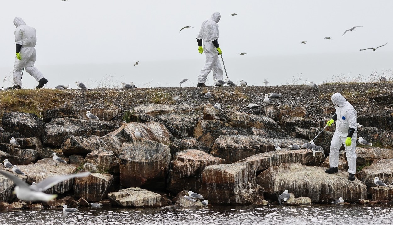 Γρίπη των πτηνών / Φωτογραφία αρχείου © EPA/Oyvind Zahl Arntzen NORWAY OUT