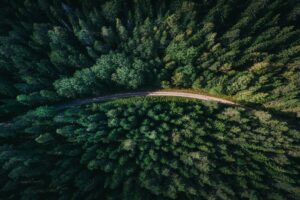 Δάσος © Unsplash