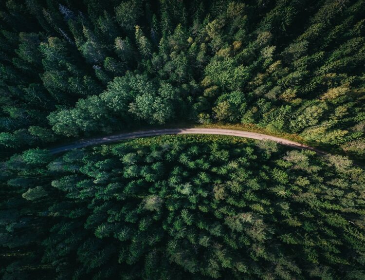 Δάσος © Unsplash