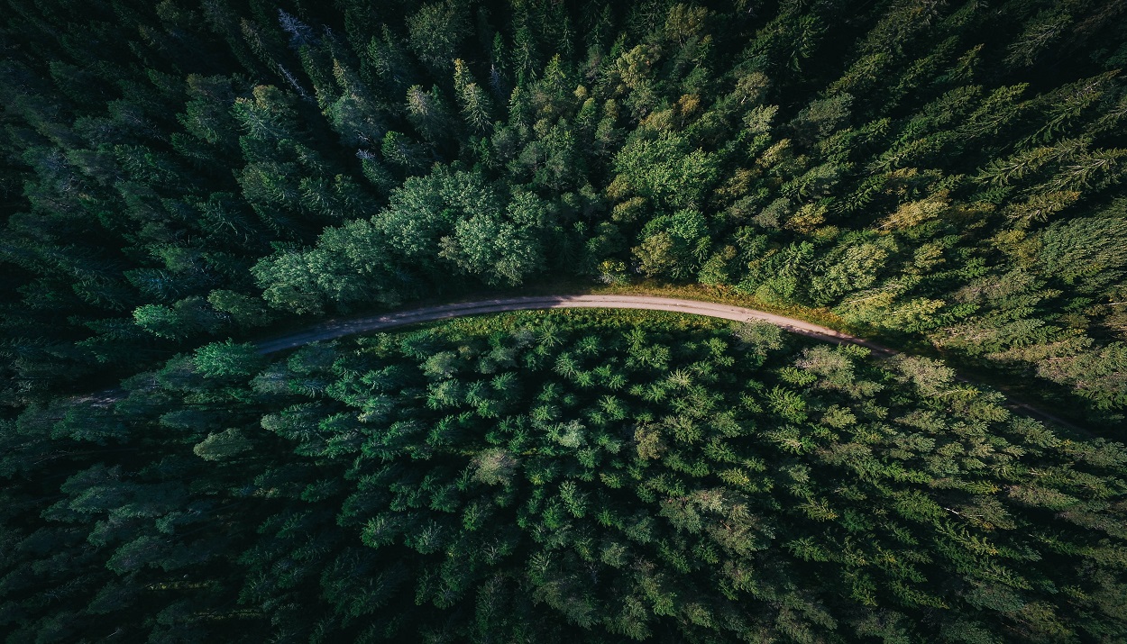 Δάσος © Unsplash