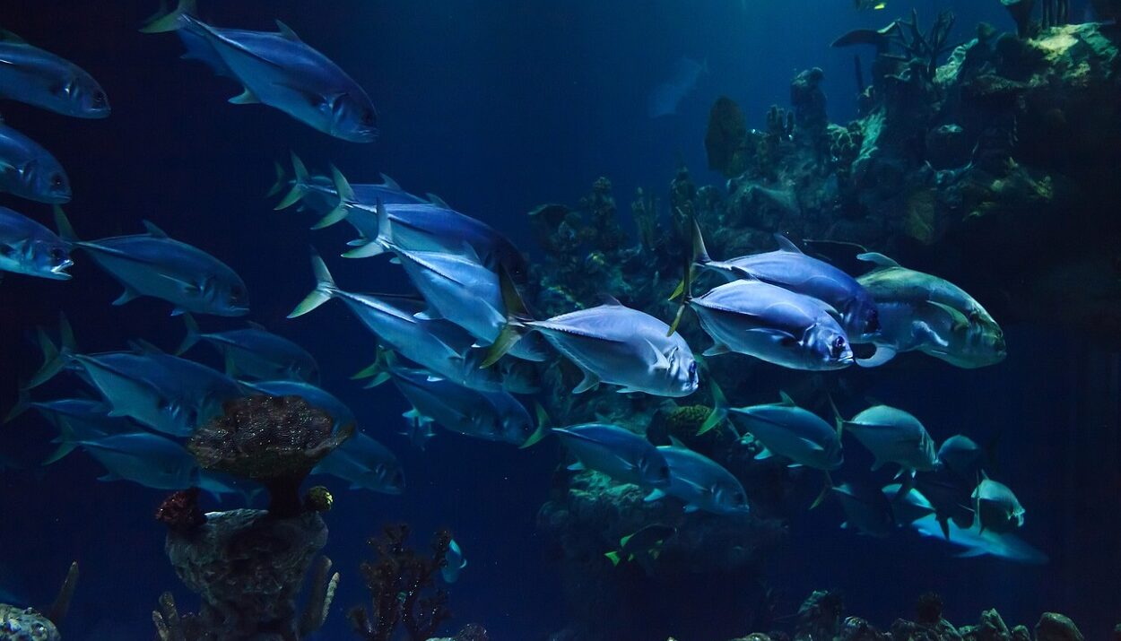 ψάρια ©pixabay