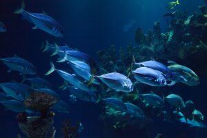 ψάρια ©pixabay