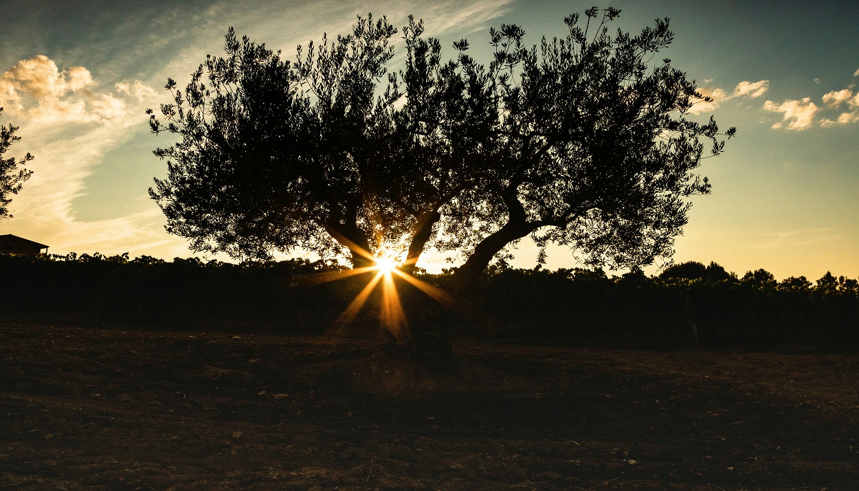 Ελιά © Unsplash