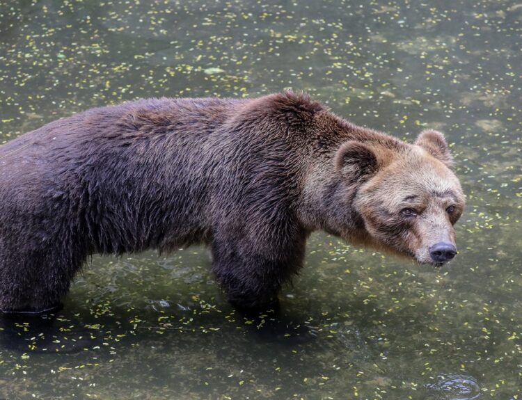 Καφέ αρκούδα υπό εξαφάνιση © EPA/CHAMILA KARUNARATHNE