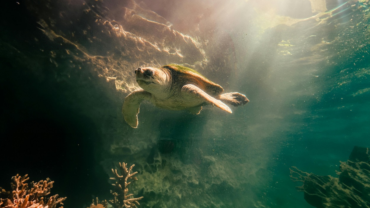 Θαλάσσια χελώνα © Pexels