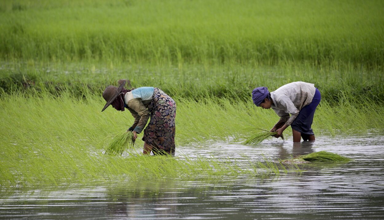 Καλλιέργεια ρυζιού ©EPA/LYNN BO BO