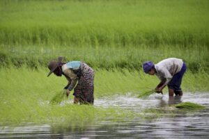 Καλλιέργεια ρυζιού ©EPA/LYNN BO BO