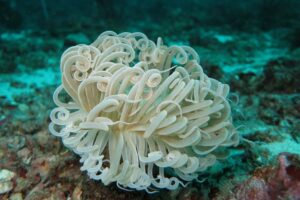 κοραλλιογενείς ύφαλοι ©pixabay