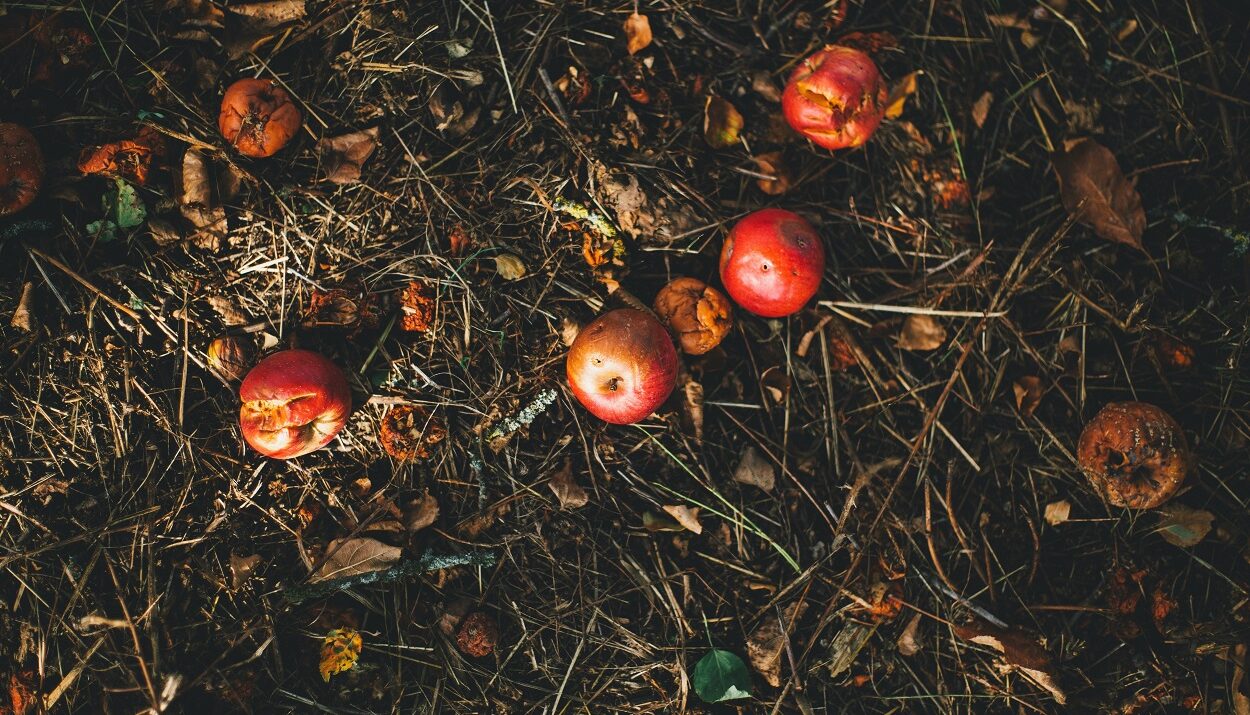 Κομποστοποίηση ©unsplash