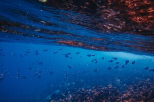 Ψάρια © Pexels