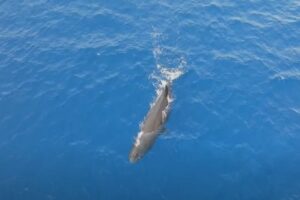 SAVE WHALES