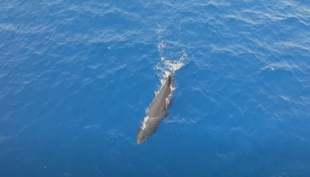 SAVE WHALES