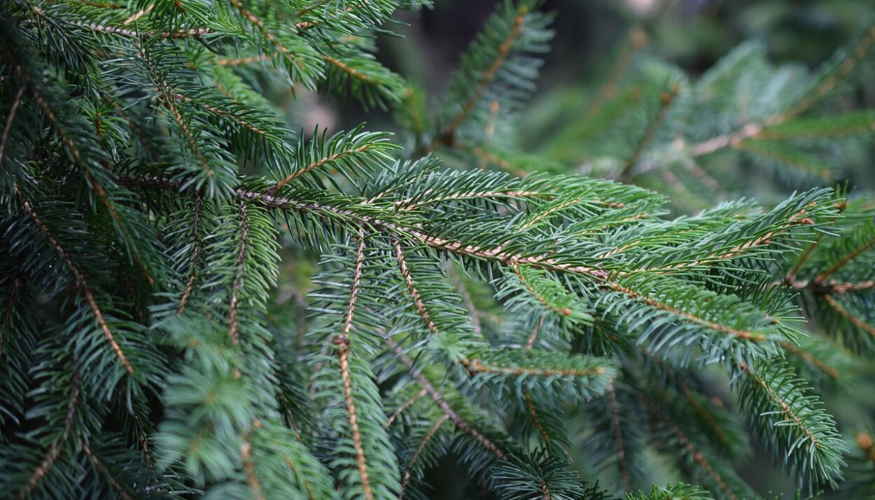 ΧΡΙΣΤΟΥΓΕΝΝΙΑΤΙΚΟ ΔΕΝΤΡΟ