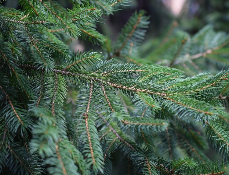 ΧΡΙΣΤΟΥΓΕΝΝΙΑΤΙΚΟ ΔΕΝΤΡΟ