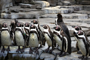 ΠΙΓΚΟΥΙΝΟΙ