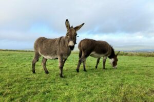 ΓΑΙΔΟΥΡΑΚΙΑ
