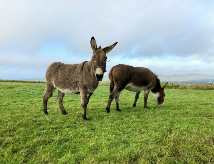 ΓΑΙΔΟΥΡΑΚΙΑ