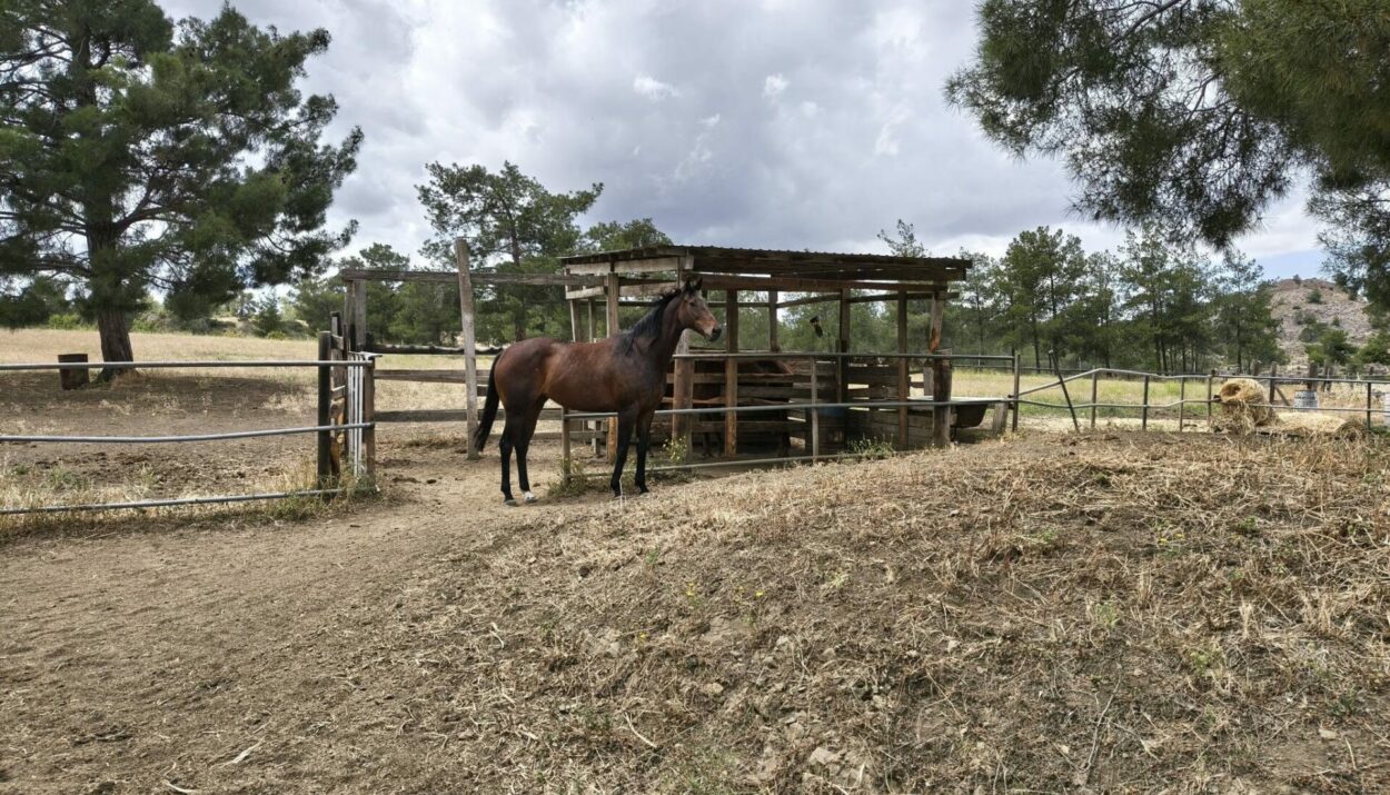 YGEA FARM