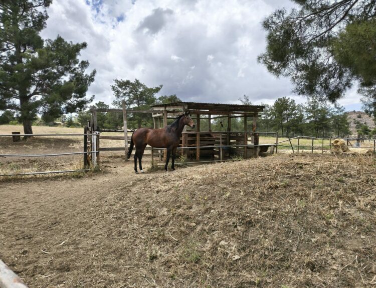 YGEA FARM
