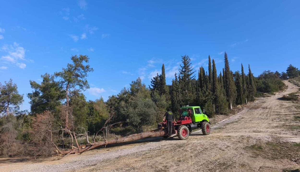 ΑΠΟΜΑΚΡΥΝΣΗ ΞΕΡΩΝ ΔΕΝΤΡΩΝ