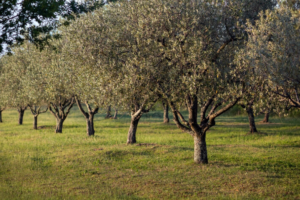 ΕΛΑΙΟΔΕΝΤΡΑ