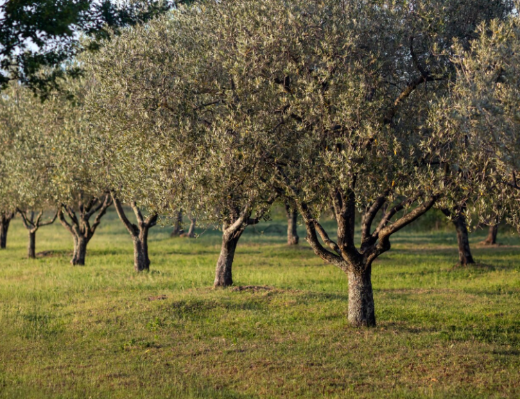 ΕΛΑΙΟΔΕΝΤΡΑ