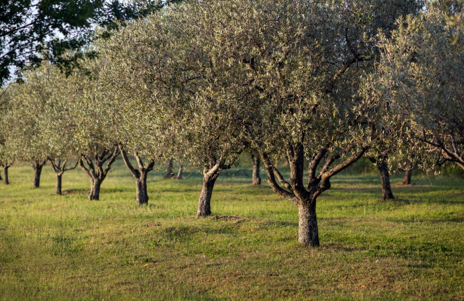 ΕΛΑΙΟΔΕΝΤΡΑ